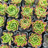 Echeveria 'Elizabeth' - Korean Form