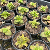 Crassula 'Springtime'