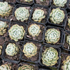 Echeveria 'Lunas'