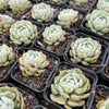 Echeveria 'Lunas'