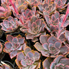 Echeveria 'Neon Breakers'