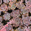 Echeveria 'Neon Breakers'