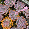 Echeveria 'Neon Breakers'