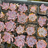 Echeveria 'Neon Breakers'