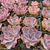 Echeveria 'Neon Breakers'