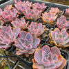 Echeveria 'Neon Breakers'
