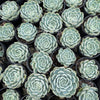 Echeveria 'Blue Dream'