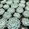 Echeveria 'Blue Dream'