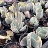 Cotyledon undulata f. variegata