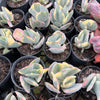 Cotyledon undulata f. variegata