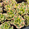 Aeonium arboreum 'Sunburst' (w/pup)