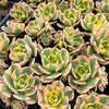 Aeonium arboreum 'Sunburst' (w/pup)