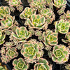 Aeonium arboreum 'Sunburst' (w/pup)