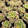 Aeonium arboreum 'Sunburst' (w/pup)