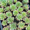Aeonium 'Lemon-Lime' (aka. A. Starburst)(has mark)