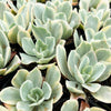 Echeveria Jippon Moon River