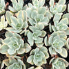 Echeveria Jippon Moon River