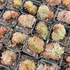 Echeveria Mozel Crest