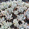 Pachyveria 'Pachyphytoides' Variegated
