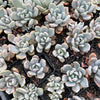 Pachyveria 'Pachyphytoides' Variegated