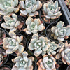 Pachyveria 'Pachyphytoides' Variegated