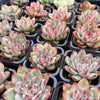 Echeveria 'Mactory' | Korea Form