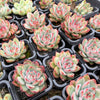 Echeveria 'Mactory' | Korea Form