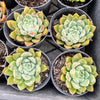 Echeveria ‘White Neptune'