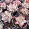 Echeveria Casio Silk Variegata