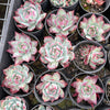 Echeveria Casio Silk Variegata
