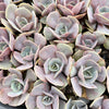 Echeveria 'Lolita'
