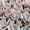 Echeveria 'Lolita'