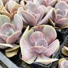 Echeveria 'Lolita'