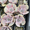 Echeveria 'Lolita'