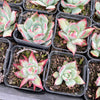 Echeveria Casio Silk Variegata