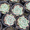 Echeveria casio (original)