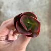 Echeveria 'Big Red'