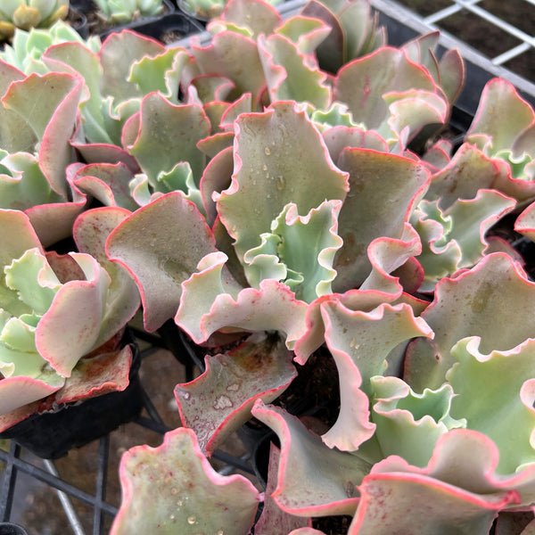 takasago no okina succulent Echeveria 'Takasago no Okina' (Takasago's old man) – LET LOVE GROW ( Succulent & Cactus)