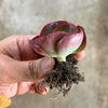 Echeveria 'Big Red'
