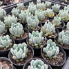 xPachyveria 'Clavifolia'