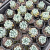 xPachyveria 'Clavifolia'