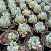 xPachyveria 'Clavifolia'