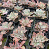Echeveria 'Fantastic Fountain'