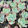 Echeveria 'Blue Lagoon'