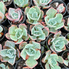 Echeveria 'Blue Lagoon'