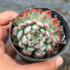 Echeveria Pipa Fairy - KOREA FORM