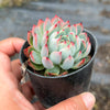 Echeveria Pipa Fairy - KOREA FORM