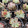 Echeveria Pipa Fairy - KOREA FORM