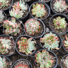 Echeveria Pipa Fairy - KOREA FORM