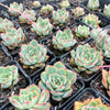 Echeveria Moon Gadnis (aka Ech. Moon Goddess)